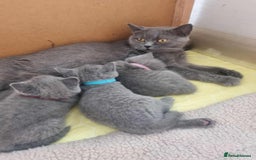 British Shorthair cats for sale: 🐾Beautiful British Shorthair Kittens 🐾 - Image 12