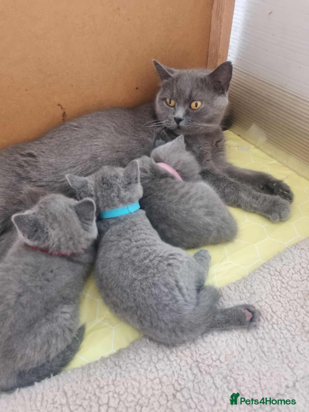 British Shorthair cats for sale: 🐾Beautiful British Shorthair Kittens 🐾 - Image 12
