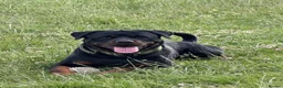 Rottweiler dogs for sale: 6 beautiful Rottweiler puppies  - Advert 5
