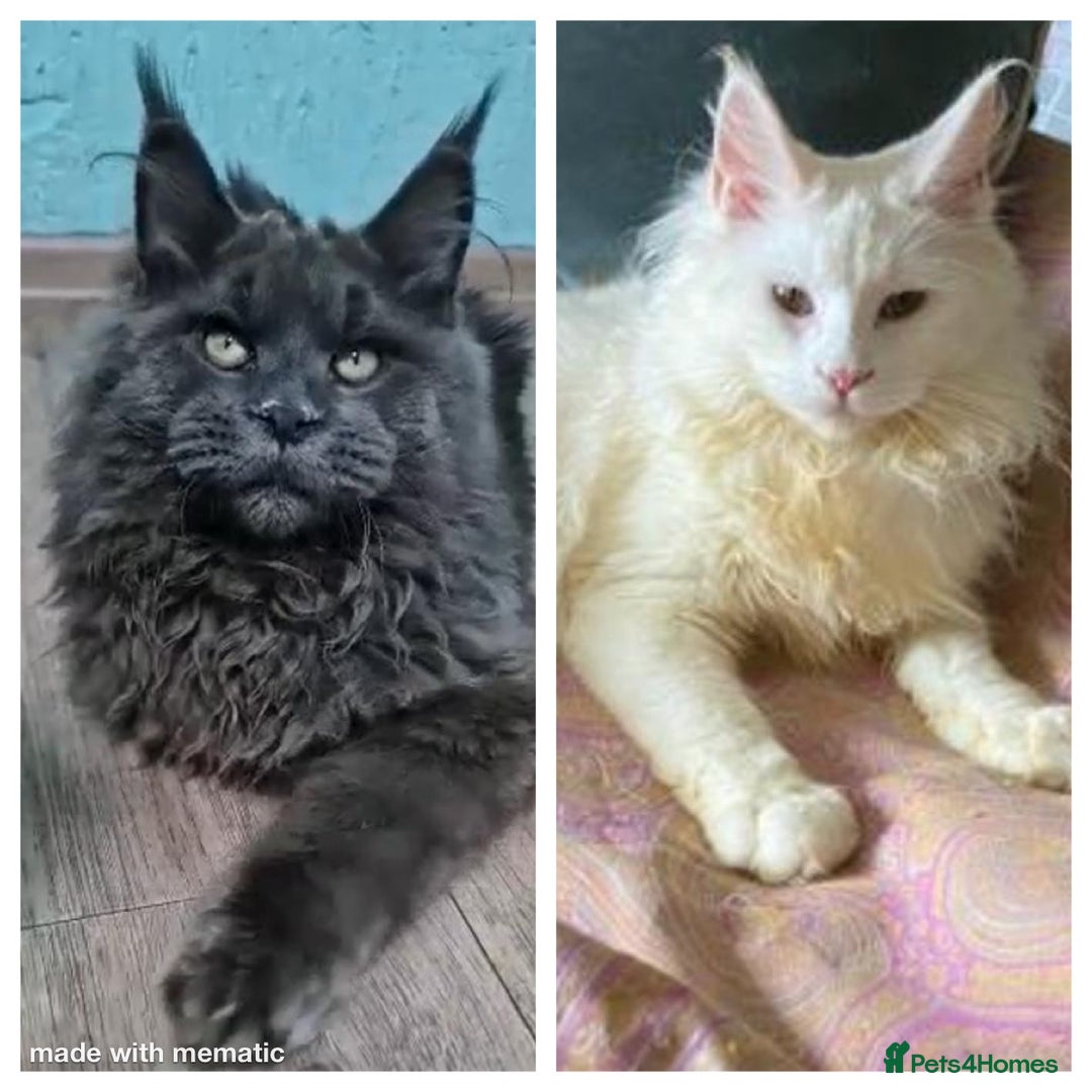 Maine Coon cats for sale: Championship bloodline GCCF Maine Coon kittens - Image 33