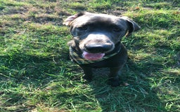 Mixed Breed dogs for sale: Very Unique Blue Great Shepard Puppies  - Image 6