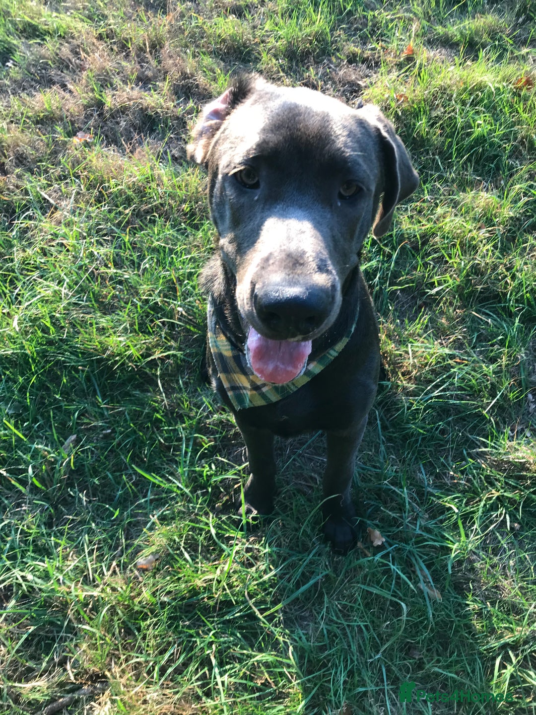 Mixed Breed dogs for sale: Very Unique Blue Great Shepard Puppies  - Image 6