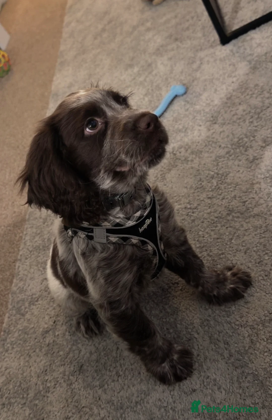 Cocker Spaniel dogs for sale: 4 month old Cocker spaniel pup - Advert 2