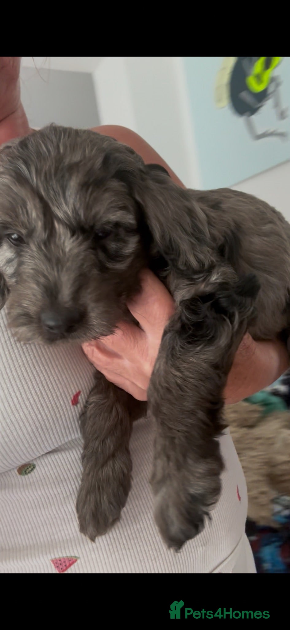 Labradoodle dogs Mini Labradoodle puppy’s  - Advert 1