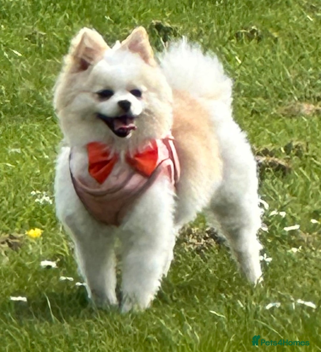 Pomeranian dogs for sale: Gorgeous KCreg female Pomeranian  - Image 15