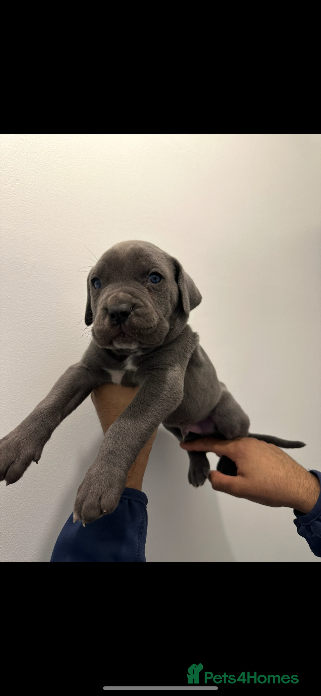 Cane Corso dogs for sale: Top Bloodline Cane Corsos - Advert 8