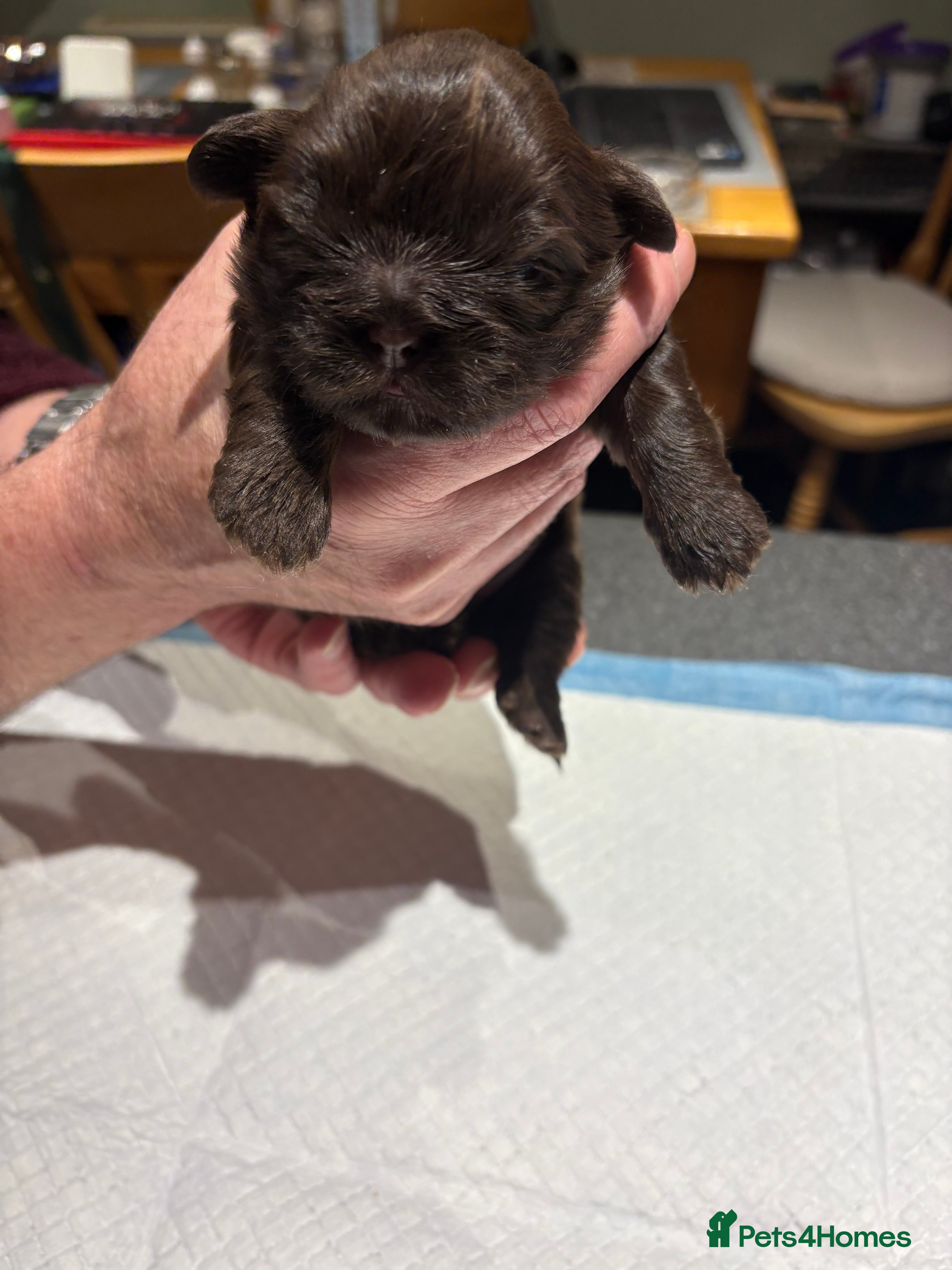 Shih Tzu dogs Karashishi shih tzu - Advert 5