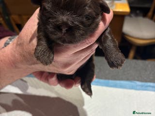 Shih Tzu dogs Karashishi shih tzu - Advert 5