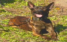 Mixed Breed dogs for sale: American bully cross - Image 12