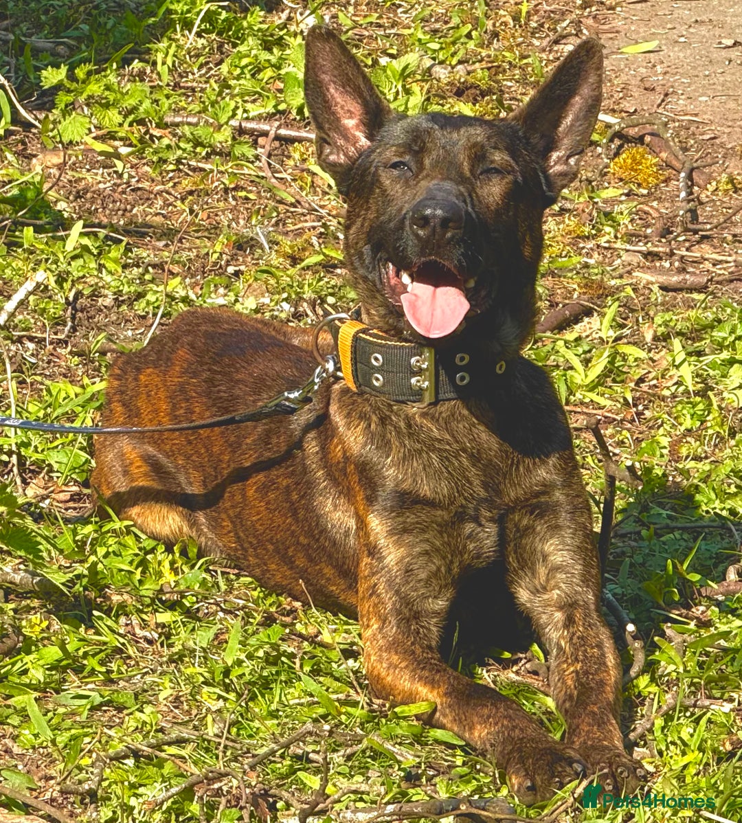 Mixed Breed dogs for sale: American bully cross - Image 12
