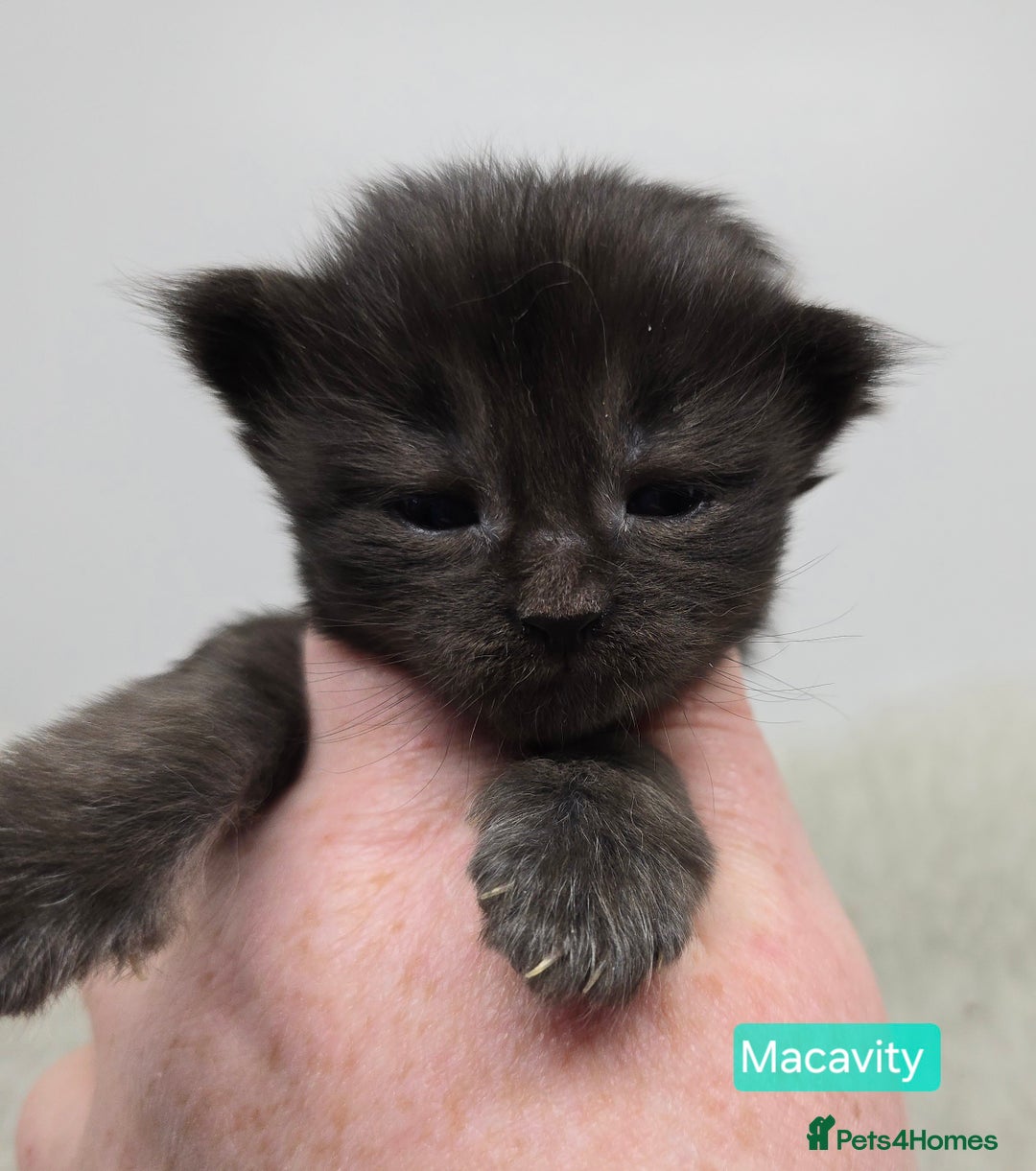 Maine Coon cats for sale: Maine Coon Kittens LARGE Blue/Black Tortie/Tabby - Advert 2