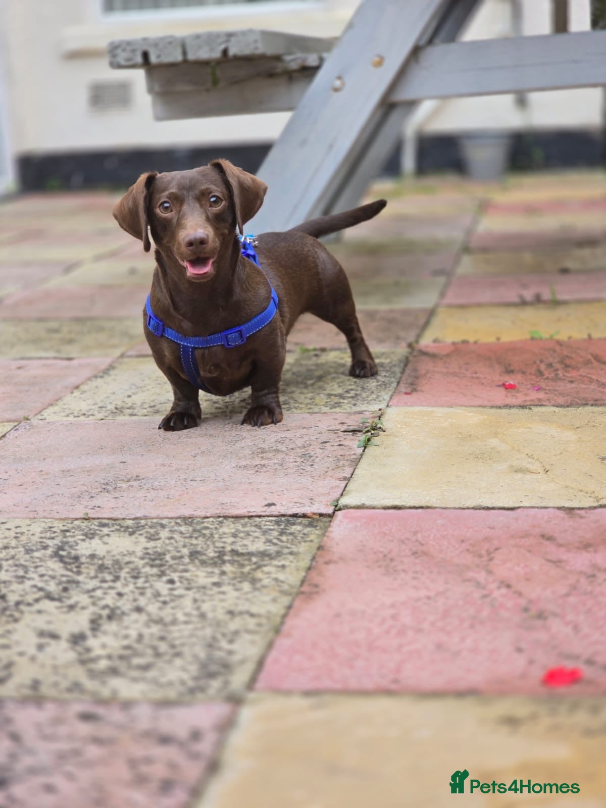 Dachshund dogs Handsome miniature full choc dachshund for stud - Advert 1