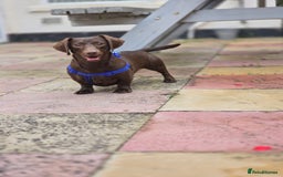 Dachshund dogs for stud: Handsome miniature full choc dachshund for stud - Image 1