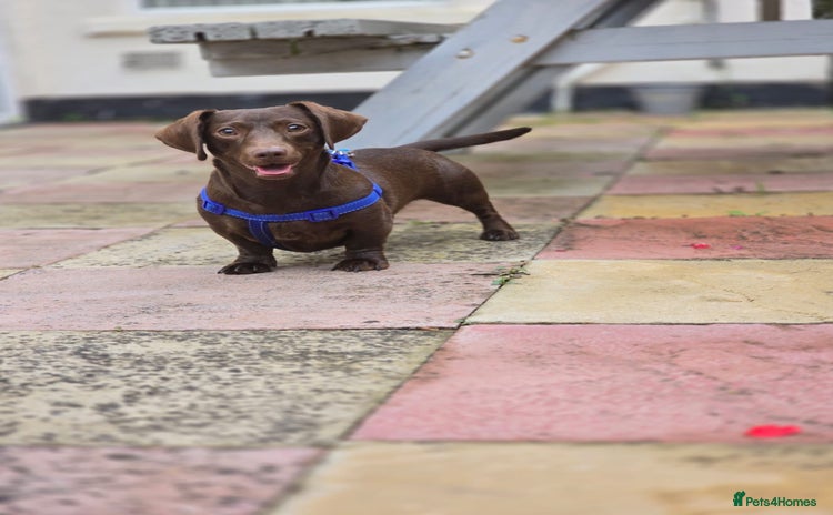Dachshund dogs - Advert 1
