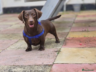 Dachshund dogs - Advert 28