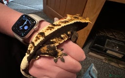 Gecko reptiles for sale: Beautiful Crested Gecko - Image 6