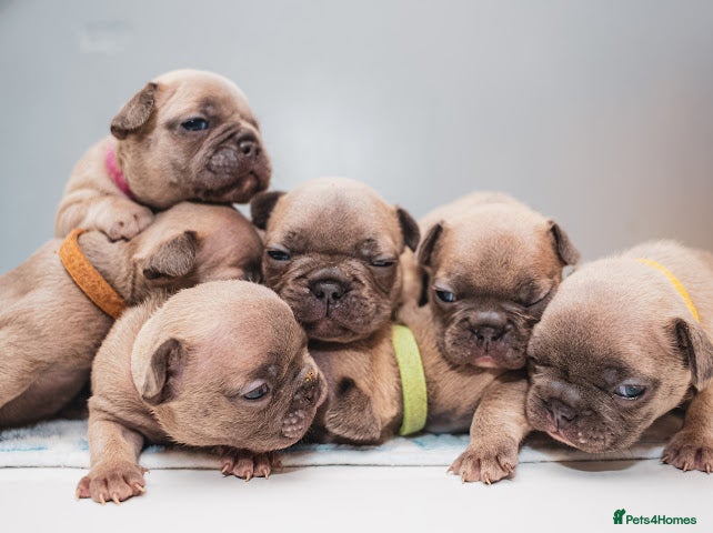 French Bulldog dogs 5 boys and 3 girls - DEPOSITS BEING TAKEN - Advert 2
