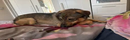 Mixed Breed dogs for adoption: Malia - Norwich Norfolk  - Advert 12