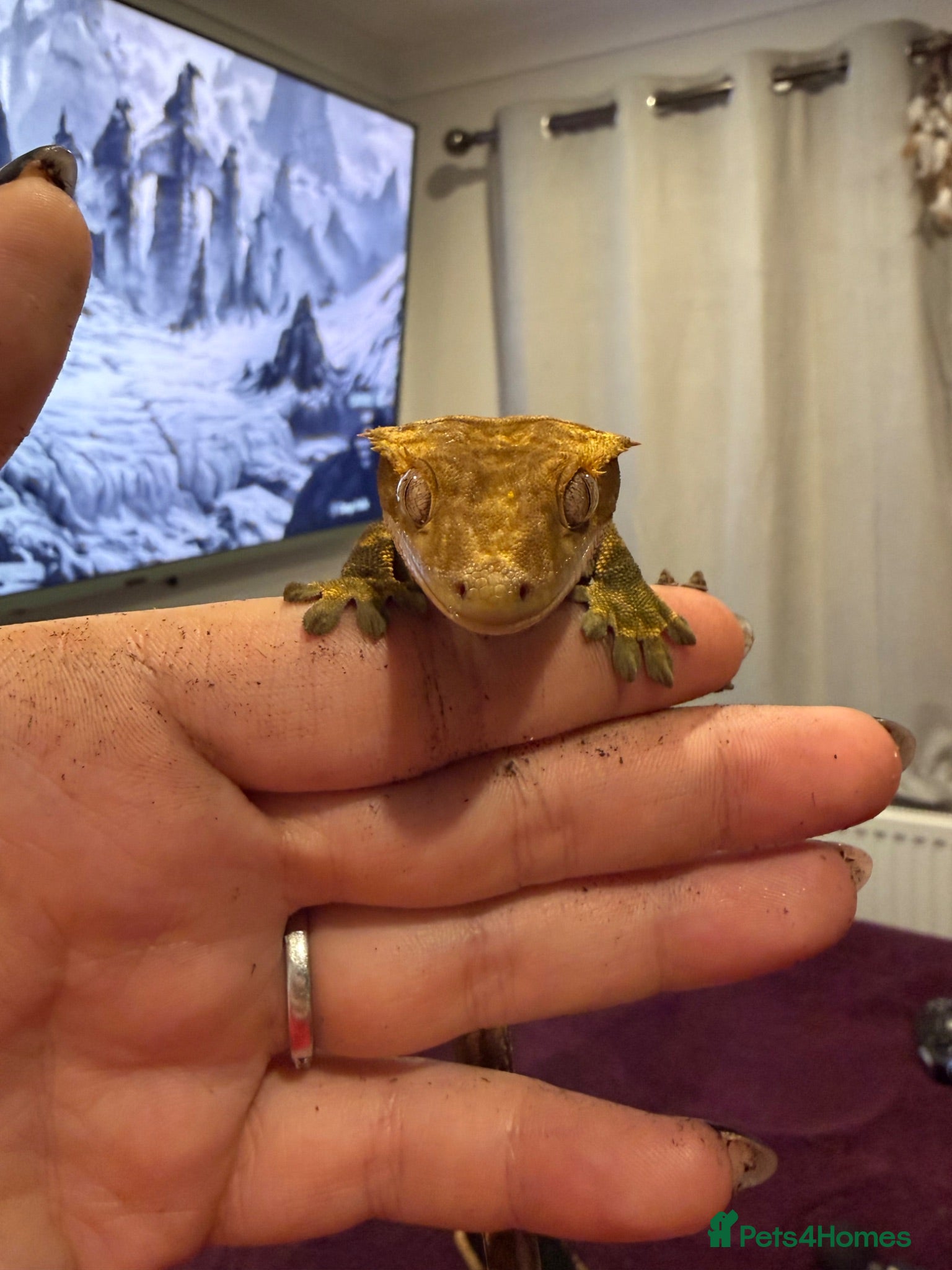 Gecko reptiles Jupiter the crested gecko  - Advert 1