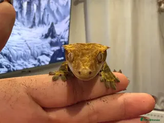 Gecko reptiles Jupiter the crested gecko - Advert 1