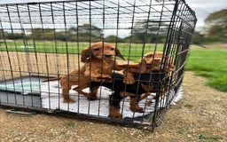 Cocker Spaniel dogs for sale: Working cocker spaniel - champion bloodlines  - Image 24