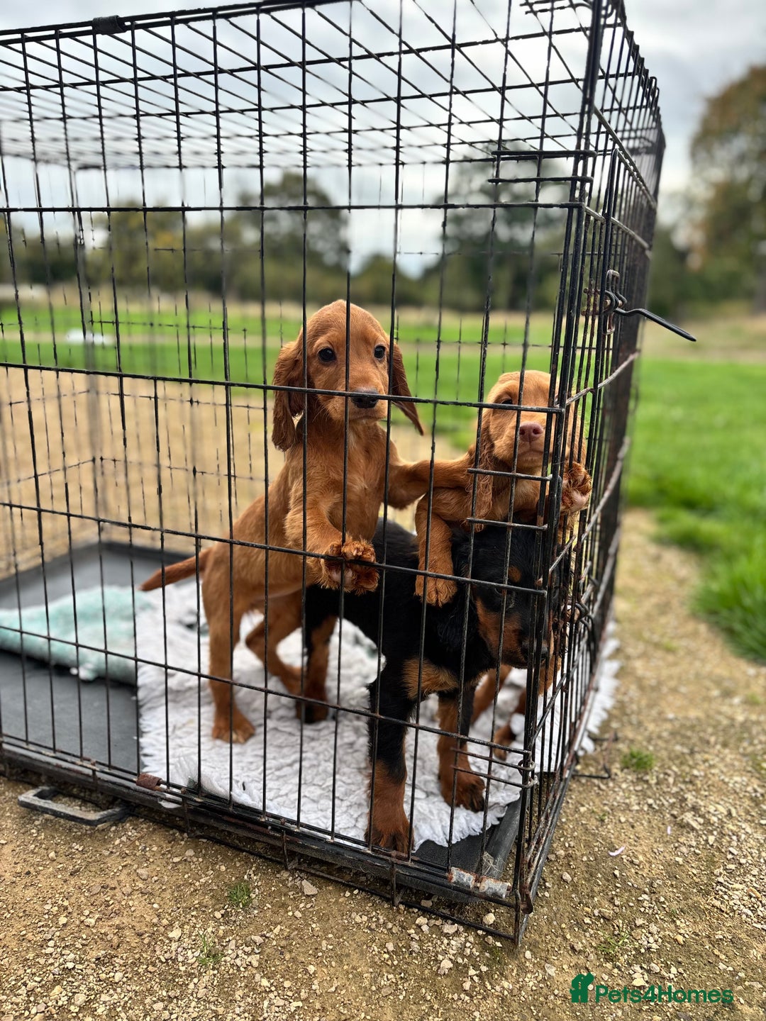 Cocker Spaniel dogs for sale: Working cocker spaniel - champion bloodlines  - Image 24