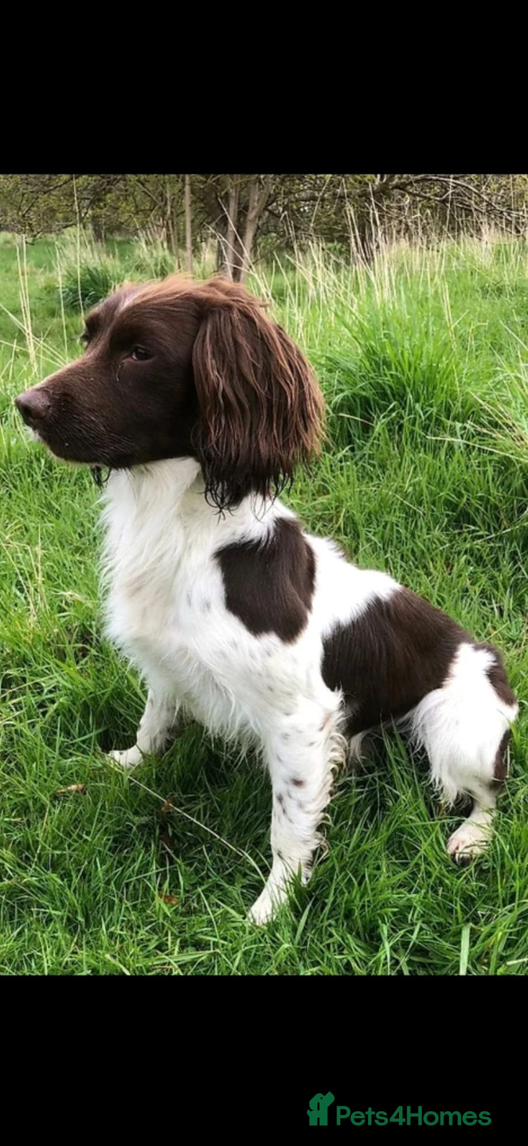 English Springer Spaniel dogs for sale: Stunning KC Reg Springer Spaniel Puppies For Sale - Image 14