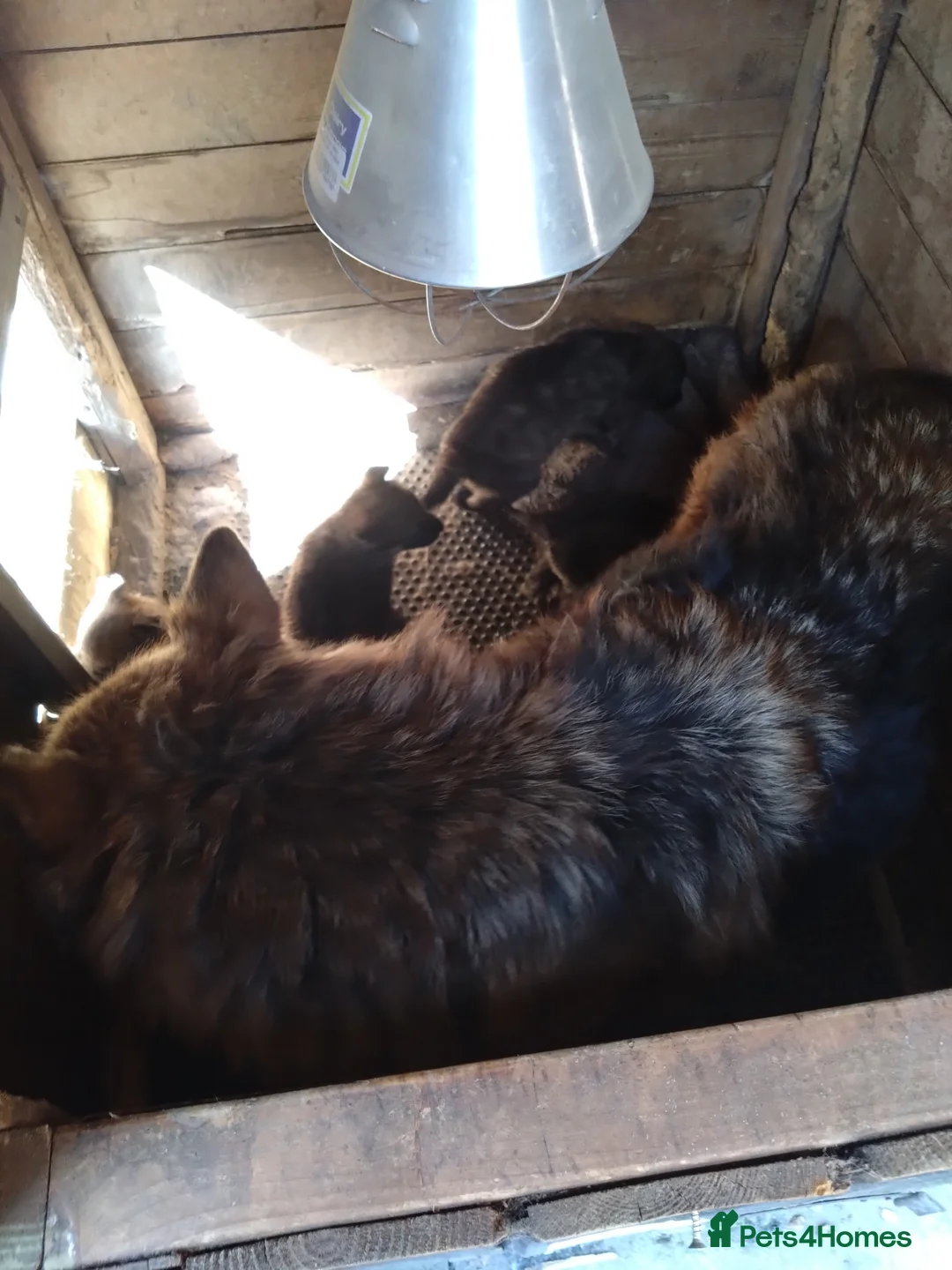 Mixed Breed dogs for sale: Alsatian saluki greyhound  - Advert 1