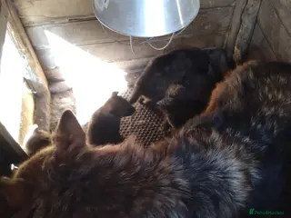 Mixed Breed dogs Alsatian saluki greyhound - Advert 14