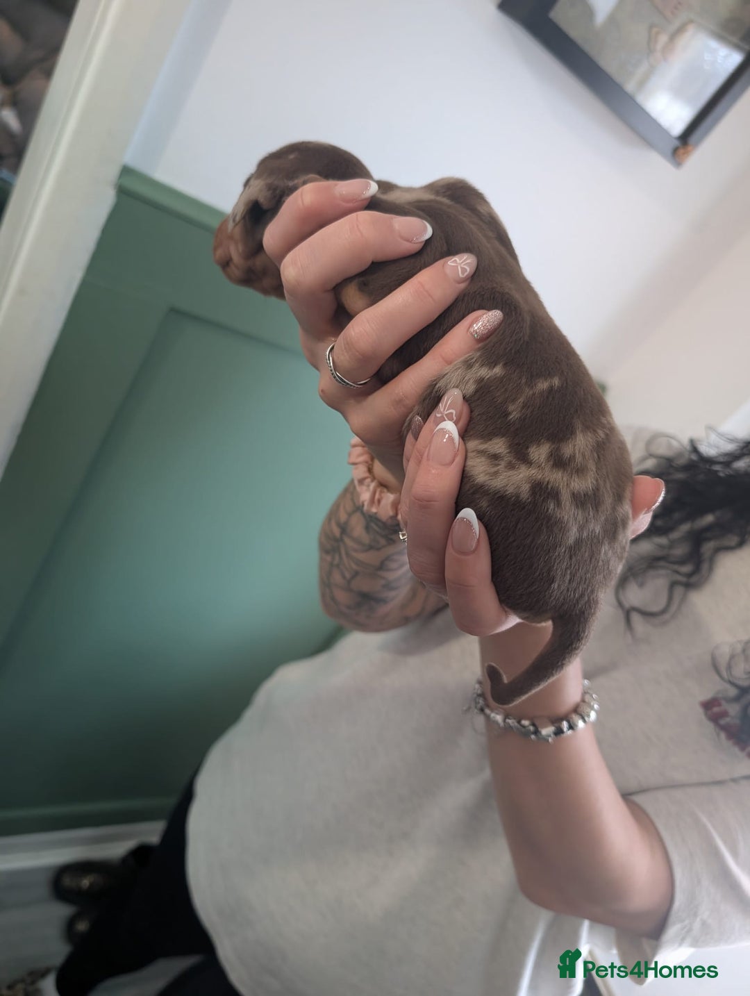 Miniature Dachshund dogs for sale: 2 puppies left in litter of 5 (2 boys) - Advert 6