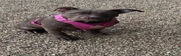 American Bully dogs for sale: American bully - Advert 6