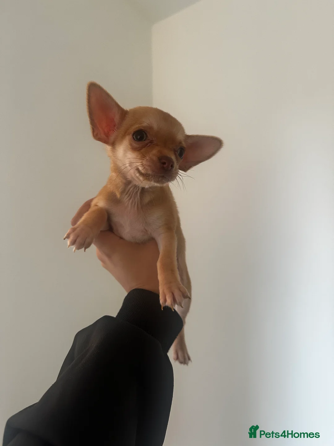 Chihuahua dogs for sale: Gorgeous Chihuahua girls - Advert 15