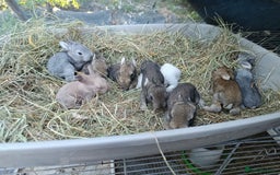 New Zealand rabbits for sale: Rex, New Zealand and lops available  - Image 8