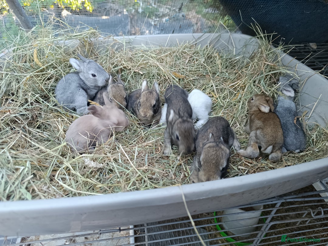 New Zealand rabbits for sale: Rex, New Zealand and lops available  - Image 8