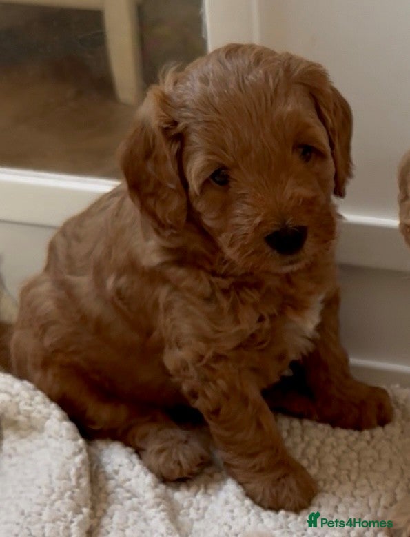 Labradoodle dogs Miniature Labradoodle puppies for sale - Advert 3