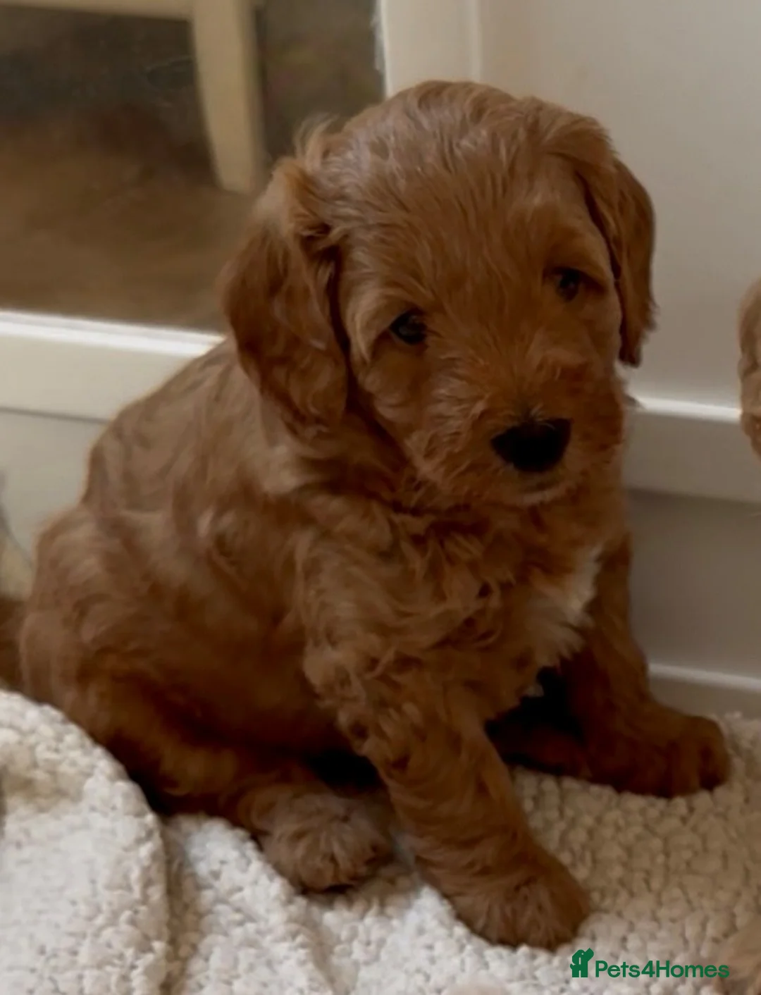 Labradoodle dogs for sale: Miniature Labradoodle puppies for sale - Advert 1