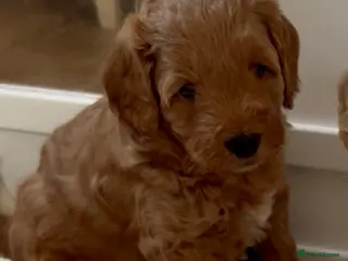 Labradoodle dogs Miniature Labradoodle puppies for sale - Advert 3