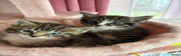 Mixed Breed cats for sale: Beautiful Ragdoll 2 males  - Advert 4