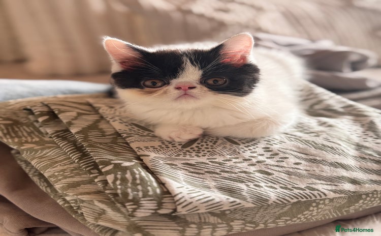 Persian cats - Advert 1