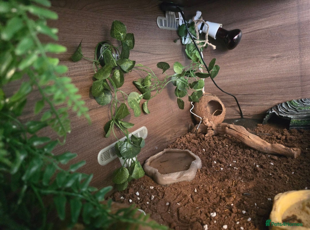 Leopard Gecko reptiles for sale: 7 months old Female leopard gecko  - Advert 7