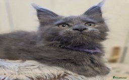 Maine Coon cats for sale: TICA registered, Blue Solid Maine Coon kittens - Image 1