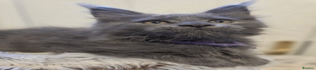 Purple collar 