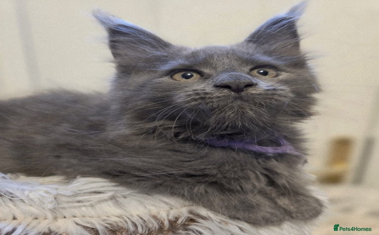 Maine Coon cats - Advert 3