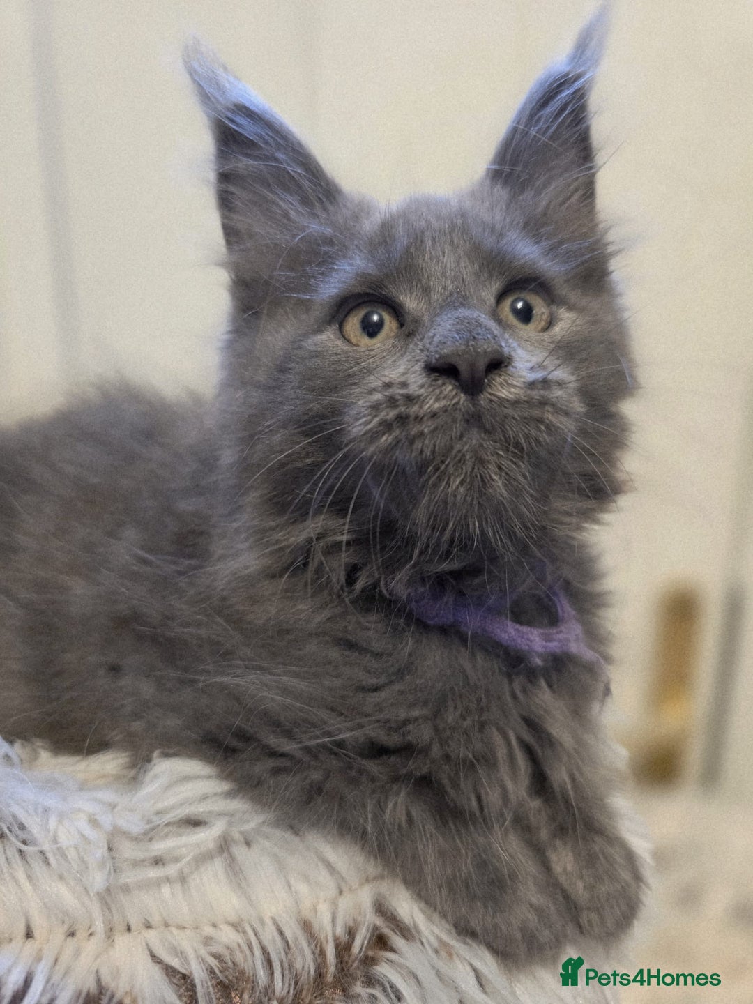 Maine Coon cats for sale: TICA registered, Blue Solid Maine Coon kittens - Image 1