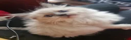 Ragdoll cats for sale: Ragdoll - Advert 1