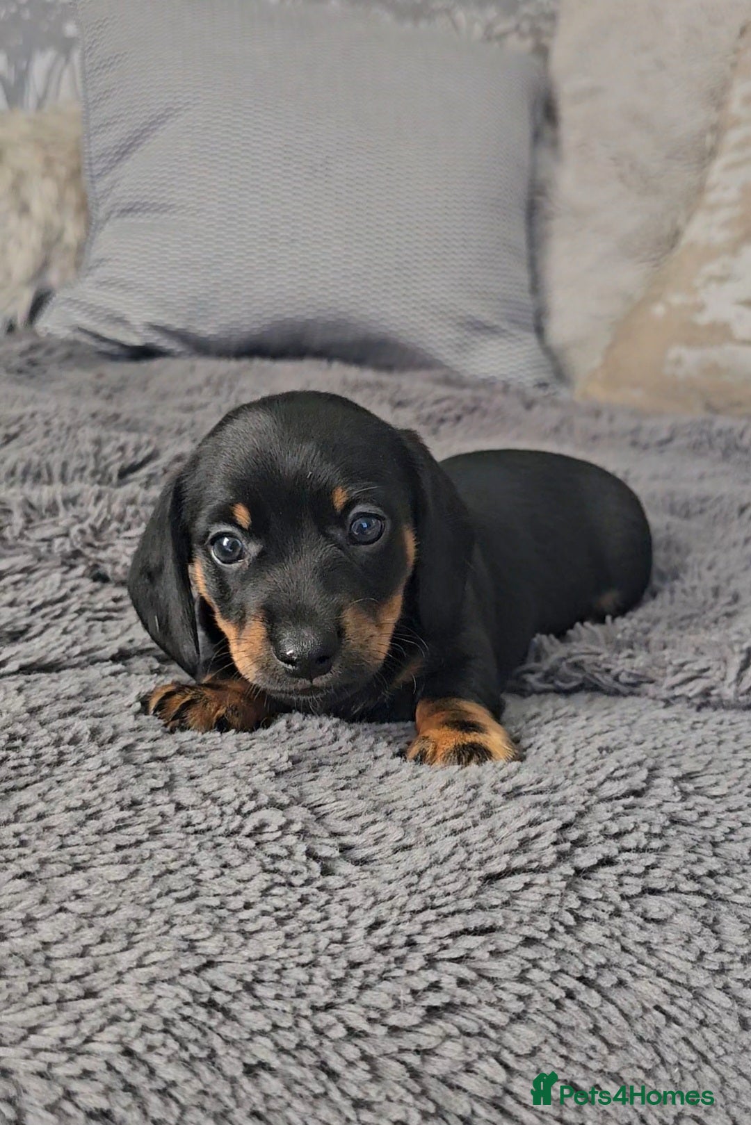 Miniature Dachshund dogs for sale: Miniature Smooth Dachshund Puppies  - Image 6