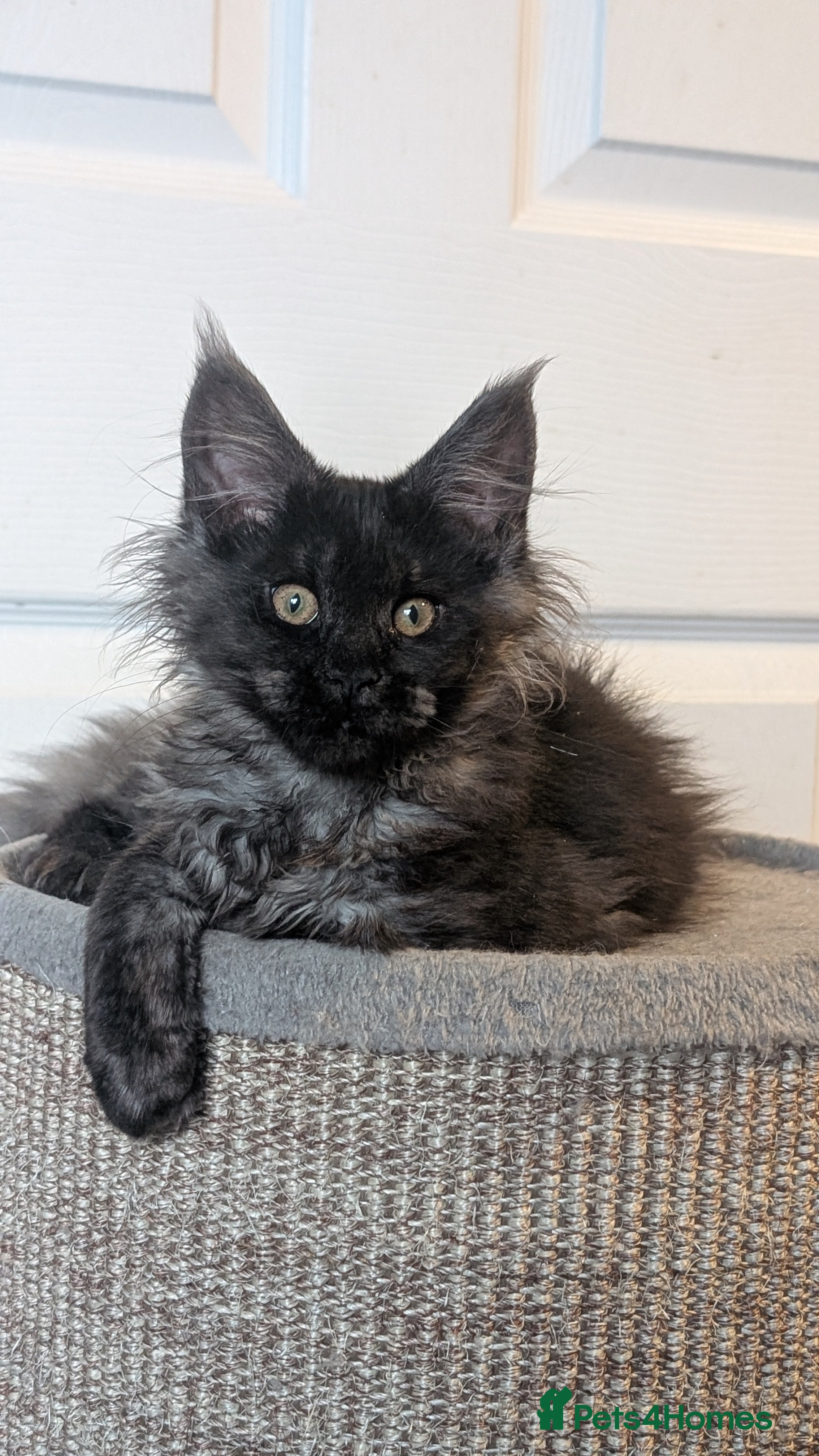 Maine Coon cats Pedigree, Tica registered kittens - Advert 4