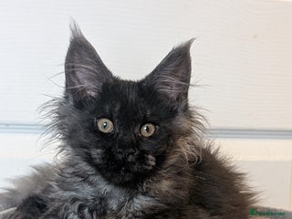 Maine Coon cats Pedigree, Tica registered kittens - Advert 17