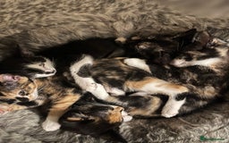 Mixed Breed cats for sale: Beautiful kittens ready for new loving homes  - Advert 3