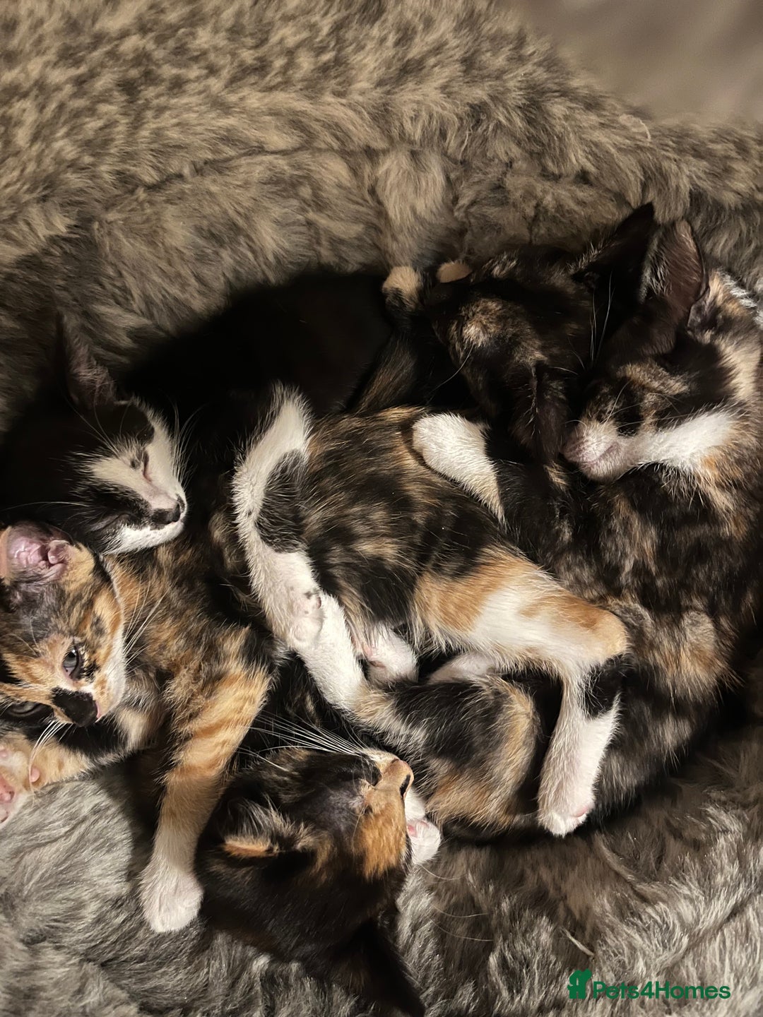 Mixed Breed cats for sale: Beautiful kittens ready for new loving homes  - Advert 3